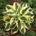 Funkia - Hosta BRIM CUP