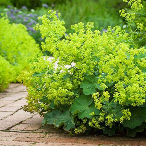 Przywrotnik Ostroklapowy AUSLESE