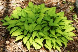 Funkia HOSTA LEMON LIME