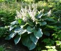 Funkia - Hosta BLUE ANGEL