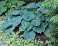 Funkia - Hosta BLUE ANGEL