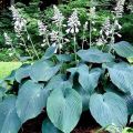 Funkia - Hosta BLUE ANGEL