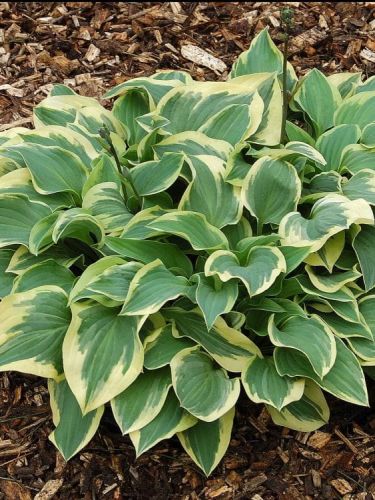 Funkia - Hosta PILGRIM