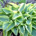 Funkia - Hosta PILGRIM