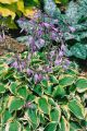 Funkia - Hosta PILGRIM