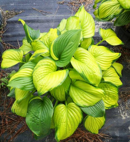 Funkia - HOSTA STAINED GLASS