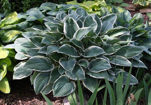 Funkia HOSTA TOM SCHMID