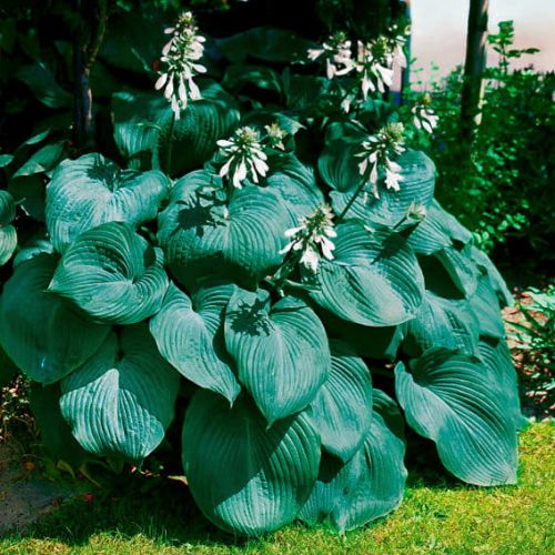 Funkia - Hosta BIG DADDY