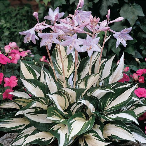 Funkia - Hosta FIRE AND ICE