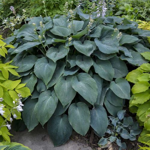 Funkia HOSTA BLUE MAMMOTH