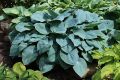 Funkia HOSTA BLUE MAMMOTH