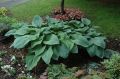 Funkia HOSTA BLUE MAMMOTH