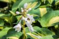 Funkia - HOSTA DREAM QUEEN