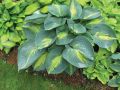 Funkia - HOSTA DREAM QUEEN