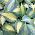 Funkia - HOSTA DREAM QUEEN