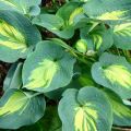 Funkia - HOSTA DREAM QUEEN