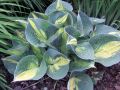 Funkia - HOSTA DREAM QUEEN