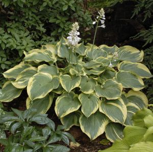 Funkia - HOSTA EARTH ANGEL