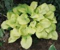 Funkia - HOSTA GOLDEN WAFFLES