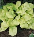 Funkia - HOSTA GOLDEN WAFFLES