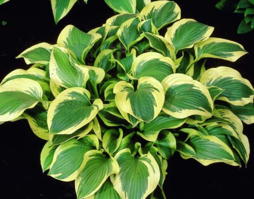 Funkia - HOSTA QUEEN JOSEPHINE