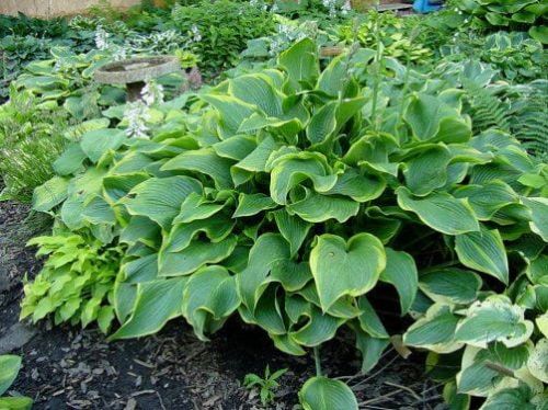 Funkia-Hosta ABBA DABBA DO 4-letnia XXL