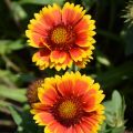 Gailardia OŚCISTA ARIZONA SUN