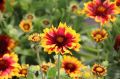 Gailardia OŚCISTA ARIZONA SUN