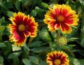 Gailardia OŚCISTA ARIZONA SUN