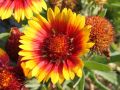 Gailardia OŚCISTA ARIZONA SUN