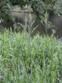 Glyceria maxima - MANNA MIELEC