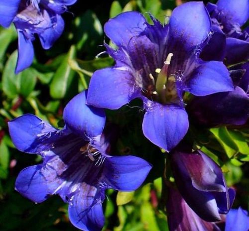 Goryczka Siedmiodzielna DEEP BLUE