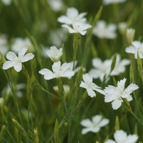 Goździk Kropkowany ALBUS