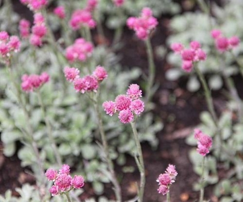 Ukwap Dwupienny BRIGHT ROSE