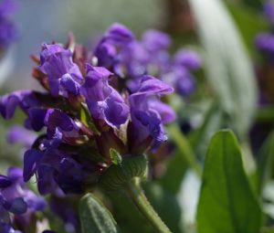 Głowienka WIELKOKWIATOWA Bella Violet Shade