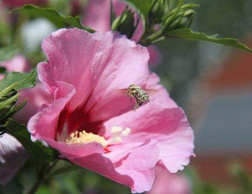 Hibiskus WOODBRIDGE szczepiony