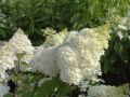 Hortensja Bukietowa GRANDIFLORA
