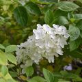 Hortensja Bukietowa GRANDIFLORA