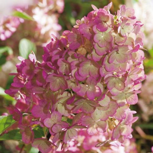 Hortensja Bukietowa SUNDAE FRAISE