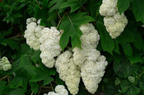 Hortensja dębolistna WHITE