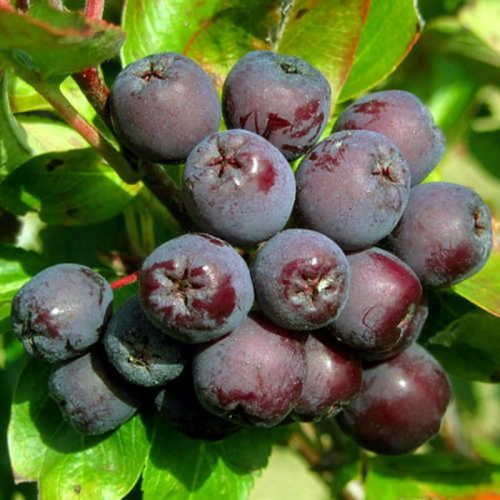 Jarzębina jadalna BURKA