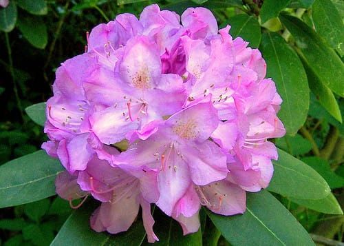 Różanecznik ROSEUM ELEGANS