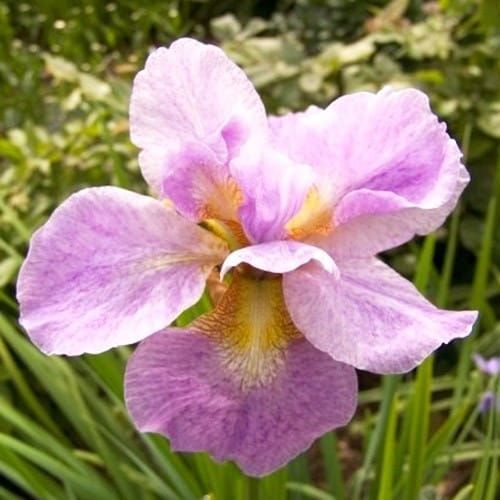 Irys Syberyjski KITA NO SEIZA