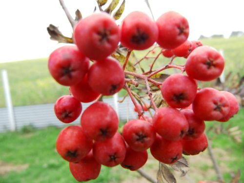 Jarzębina jadalna EDULIS