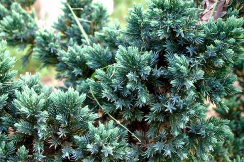 Jałowiec łuskowaty BLUE SPIDER