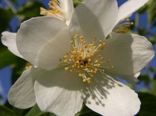 Jaśminowiec Wonny - JAŚMIN