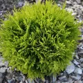 Thuja DAWID