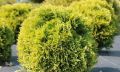 Thuja DAWID