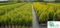 Thuja CAN-CAN