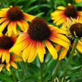 Jeżówka Echinacea PARROT